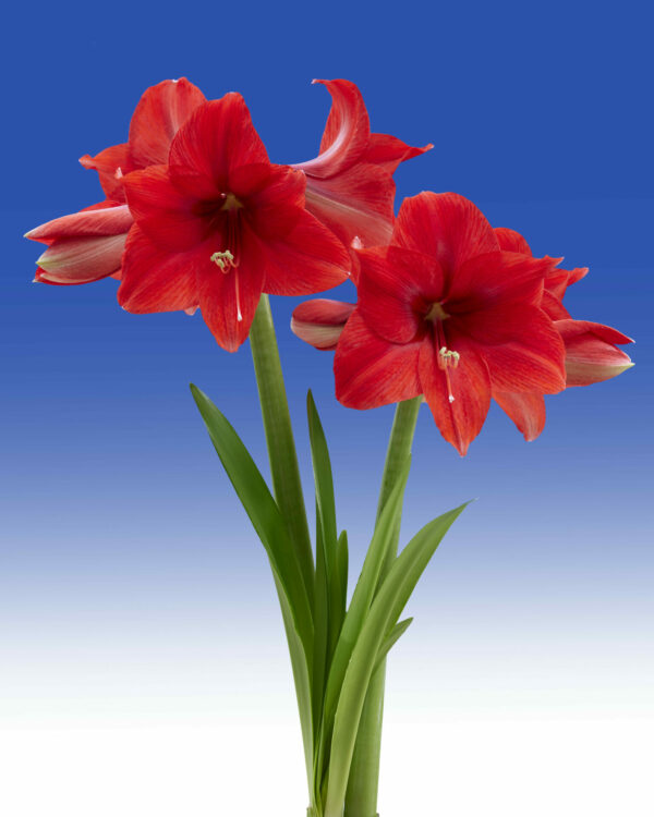 Hippeastrum Ayers Rock