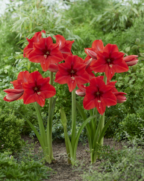 Hippeastrum Ayers Rock