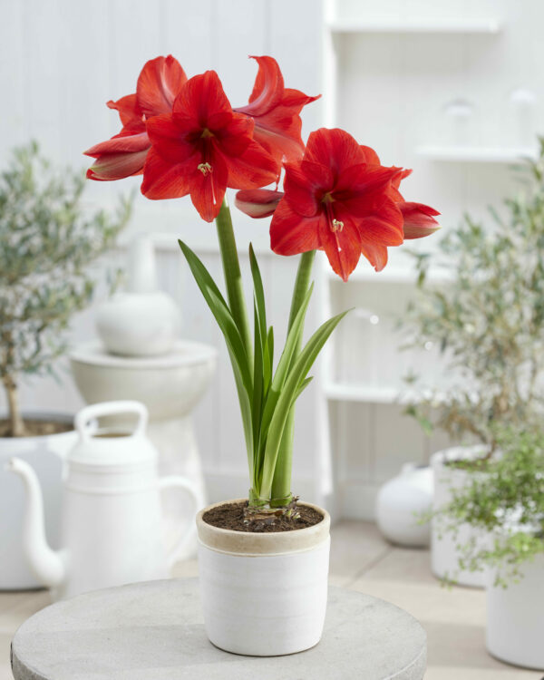 Hippeastrum Ayers Rock