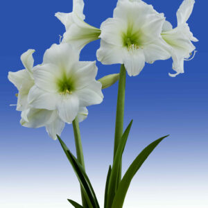 Hippeastrum Blizzard