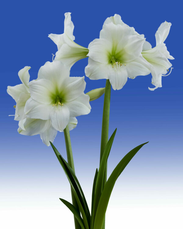 Hippeastrum Blizzard