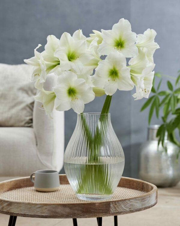 Vase full of white Hippeastrum Blizzard