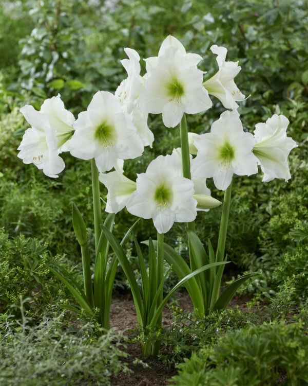 White Hippeastrum Blizzard