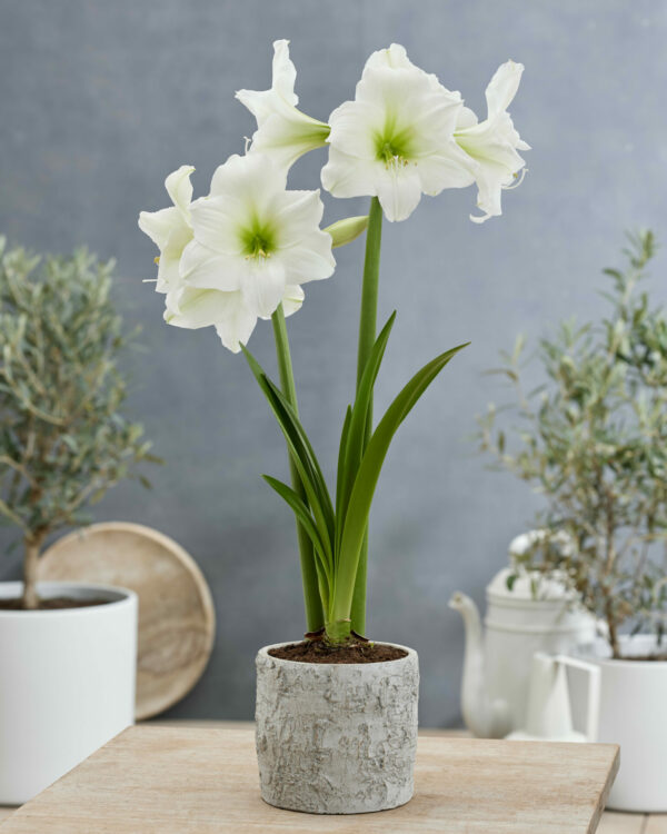 Single white Hippeastrum in pot Blizzard