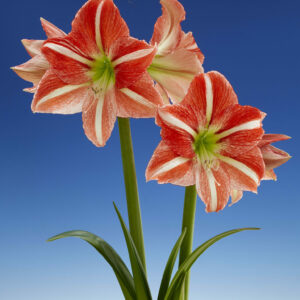 Single red/white stripe Hippeastrum Central Park