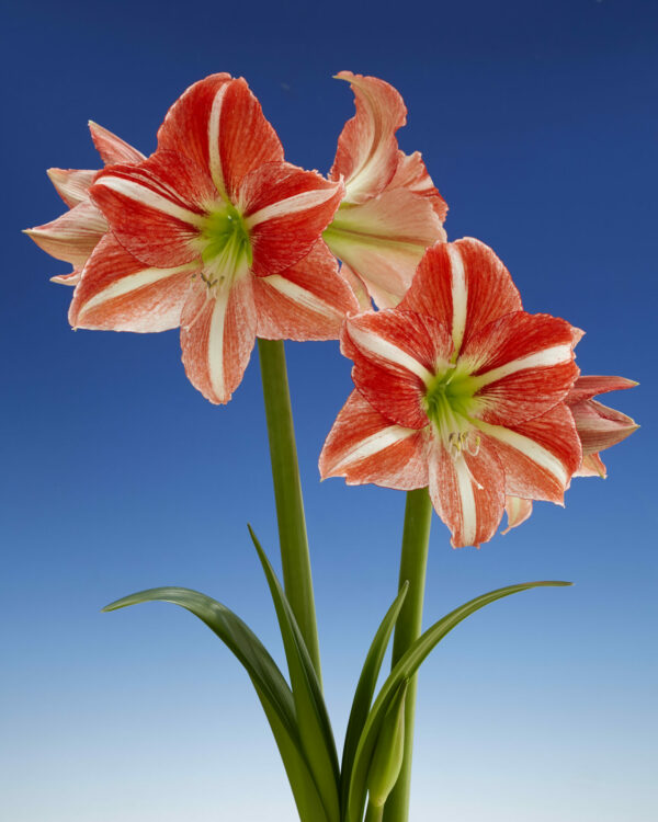 Single red/white stripe Hippeastrum Central Park