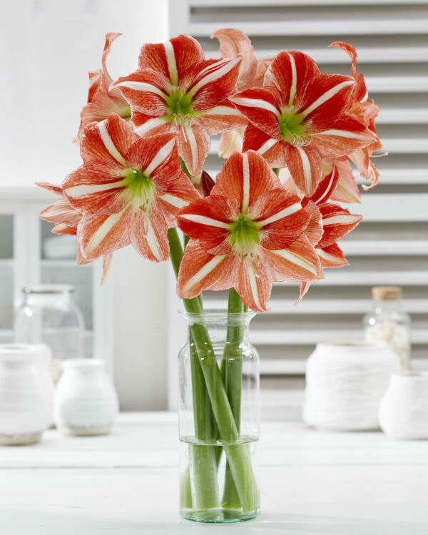 Hippeastrum Central Park