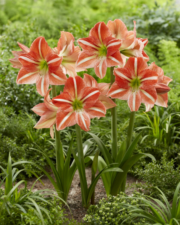 Hippeastrum Central Park