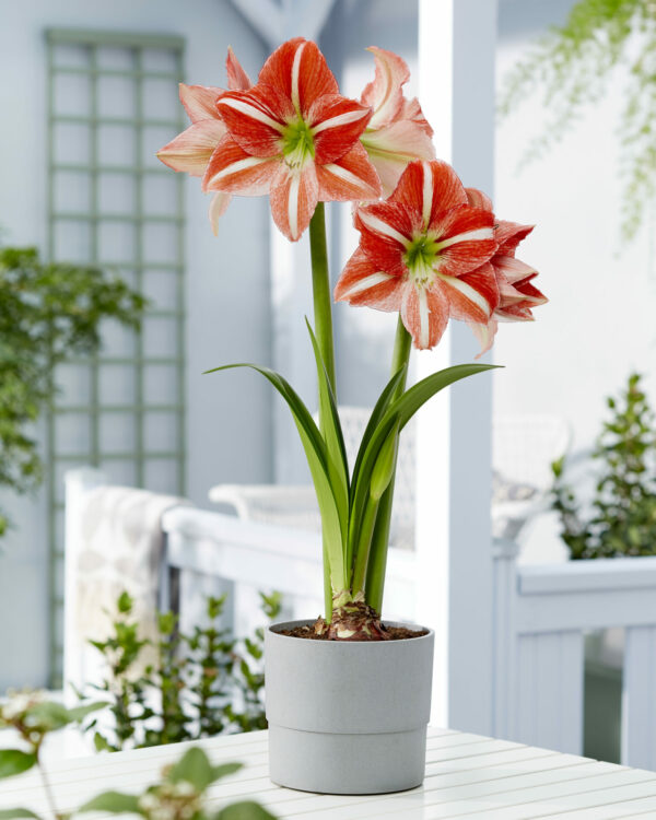 Hippeastrum Central Park