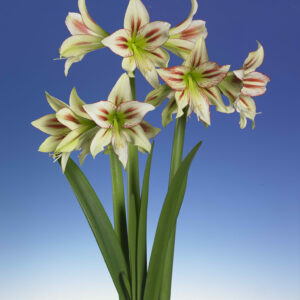 Single Hippeastrum Cleopatra