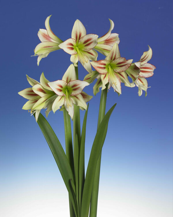 Single Hippeastrum Cleopatra