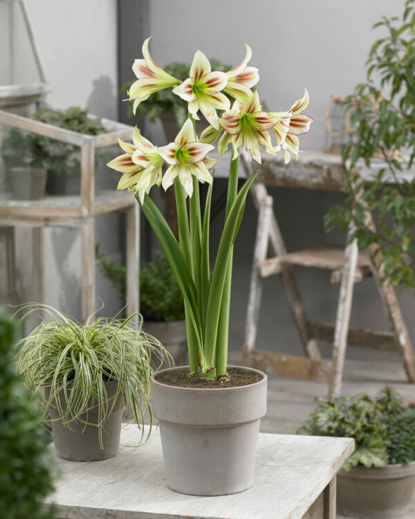 Hippeastrum Cleopatra