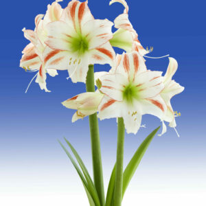 Hippeastrum Discovery