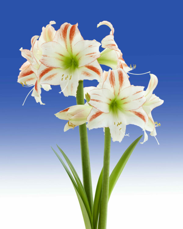 Hippeastrum Discovery