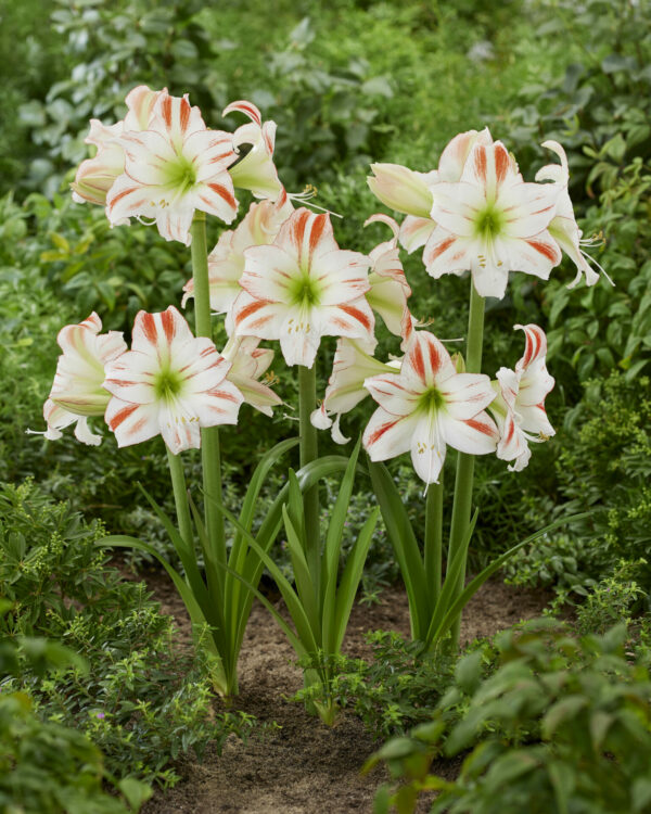 Hippeastrum Discovery