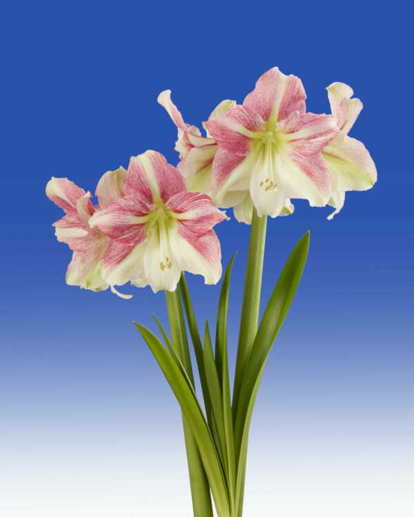 Hippeastrum Duet Candy