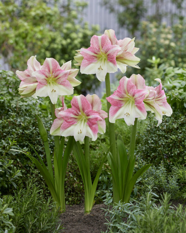 Hippeastrum Duet Candy