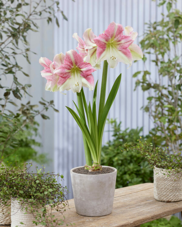 Hippeastrum Duet Candy