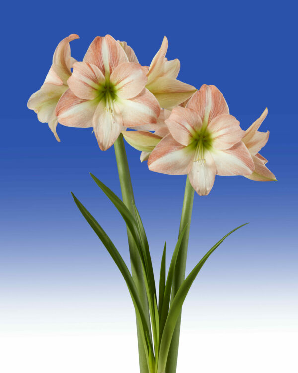 Hippeastrum Fay