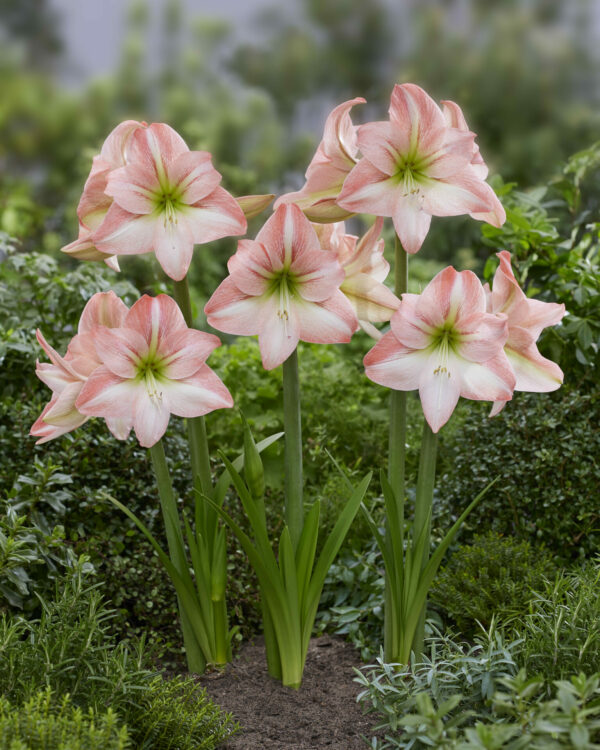 Hippeastrum Fay