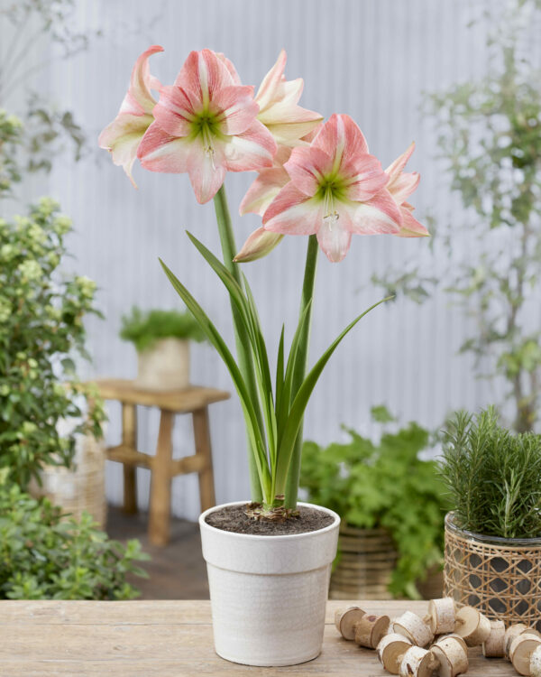 Hippeastrum Fay