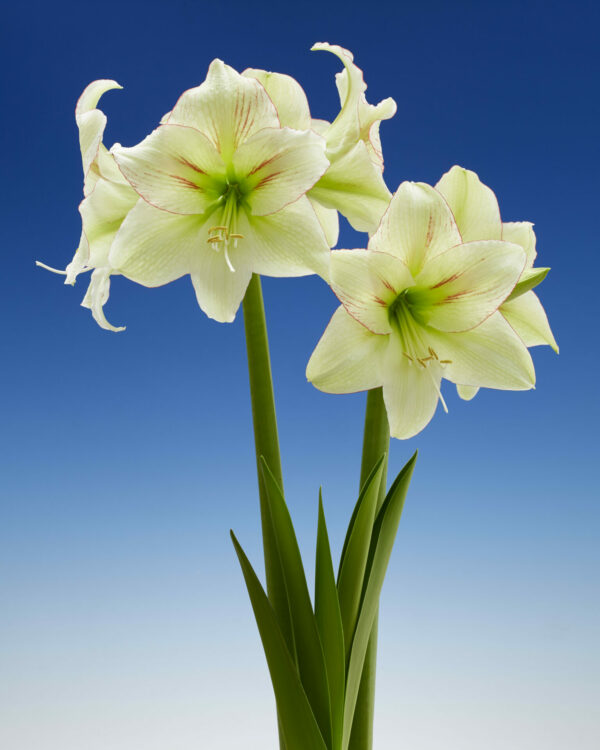 Hippeastrum Forest Sunset