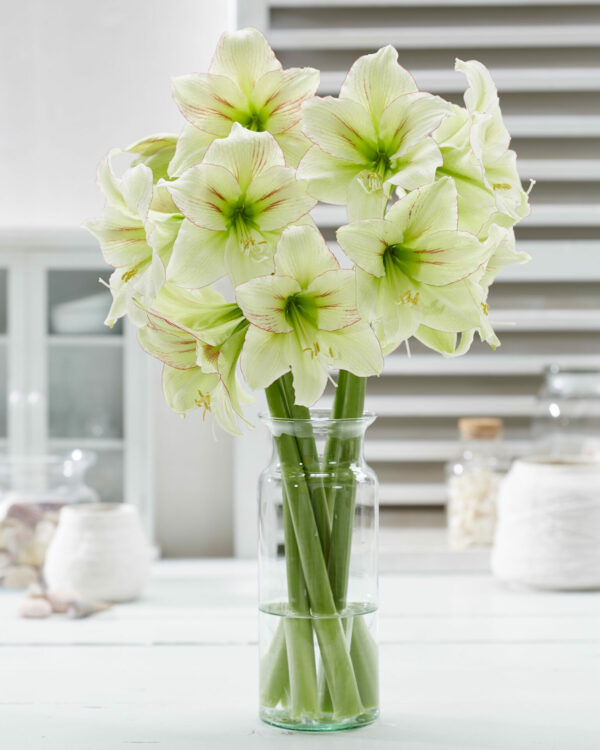 Hippeastrum Forest Sunset