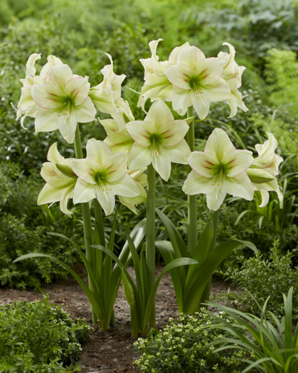 Hippeastrum Forest Sunset