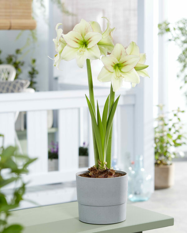 Hippeastrum Forest Sunset