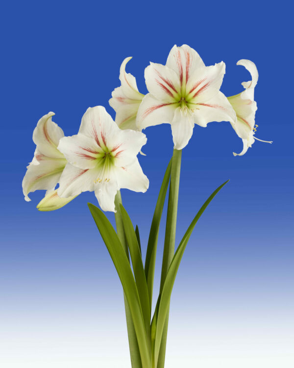 Hippeastrum Geisha