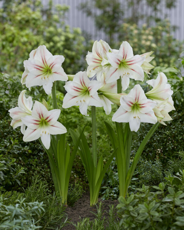 Hippeastrum Geisha