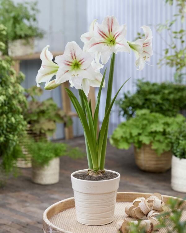 Hippeastrum Geisha