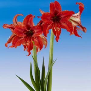 Hippeastrum Gipsy Girl