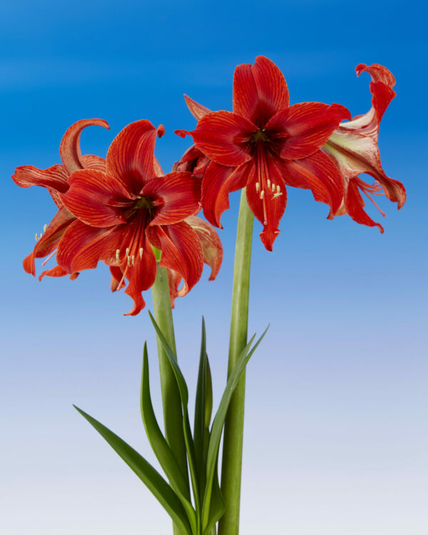 Hippeastrum Gipsy Girl