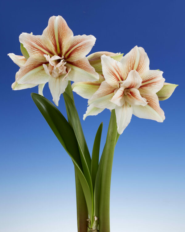 Hippeastrum Inca Star