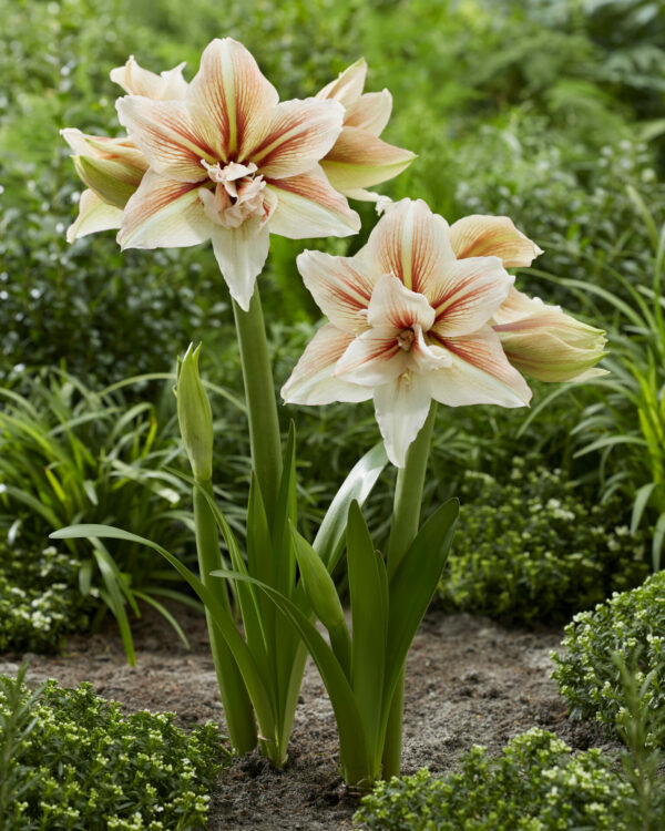 Hippeastrum Inca Star