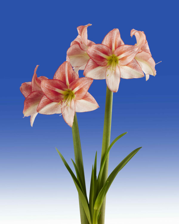 Hippeastrum Just Smile