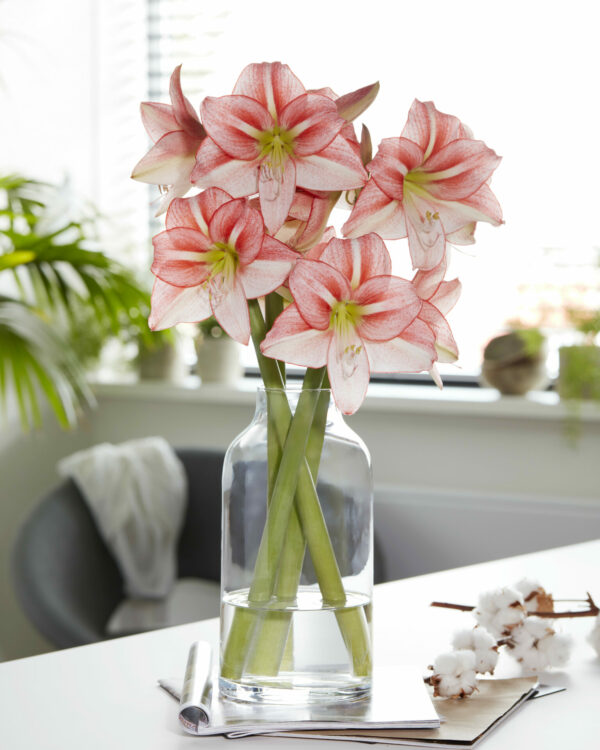 Hippeastrum Just Smile