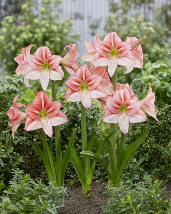 Hippeastrum Just Smile