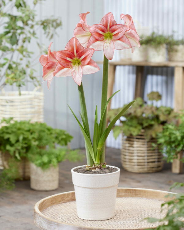 Hippeastrum Just Smile