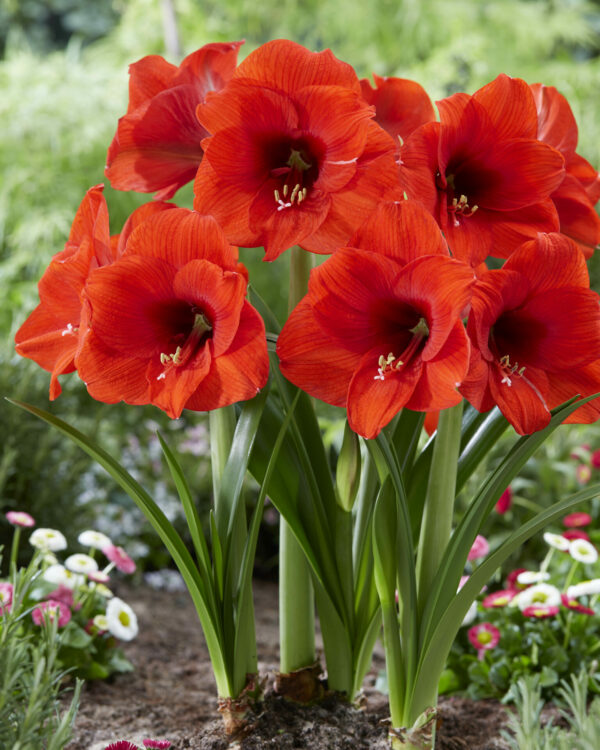 Hippeastrum Love Heart