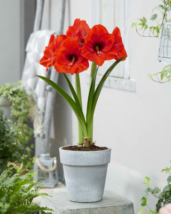 Hippeastrum Love Heart