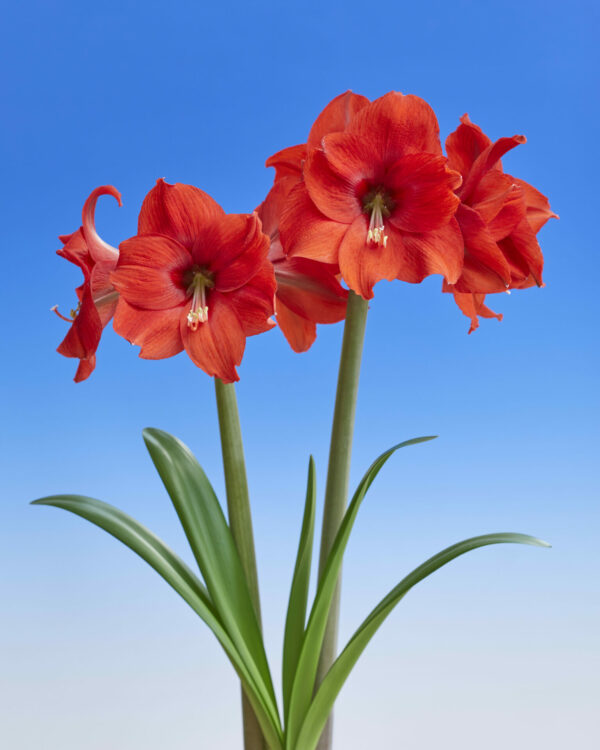 Hippeastrum Lovely Lady