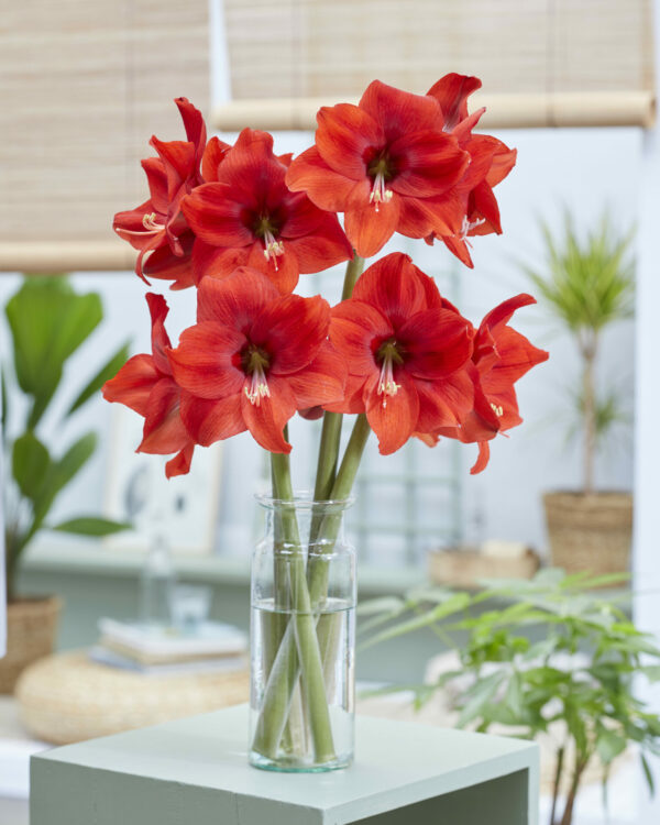 Hippeastrum Lovely Lady