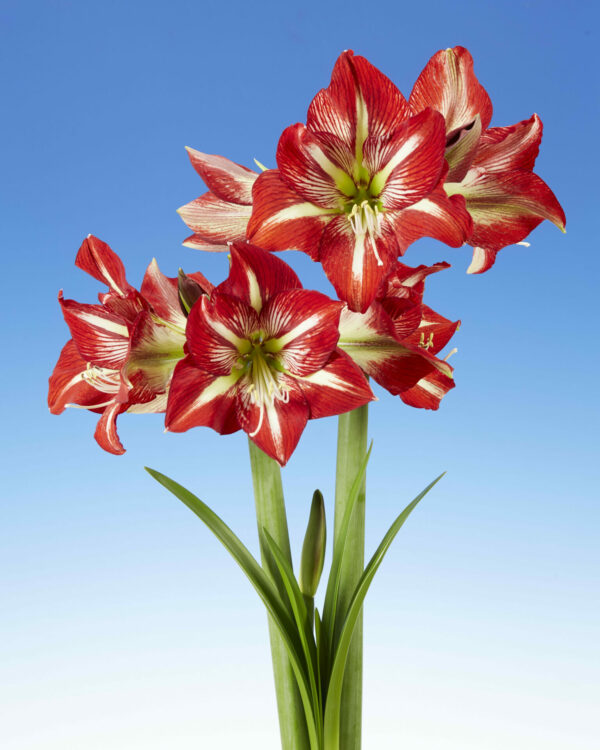 Hippeastrum Lynx