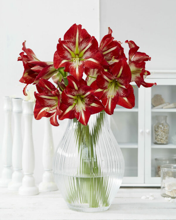 Hippeastrum Lynx