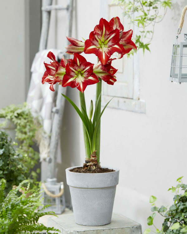 Hippeastrum Lynx