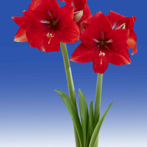 Hippeastrum Magma