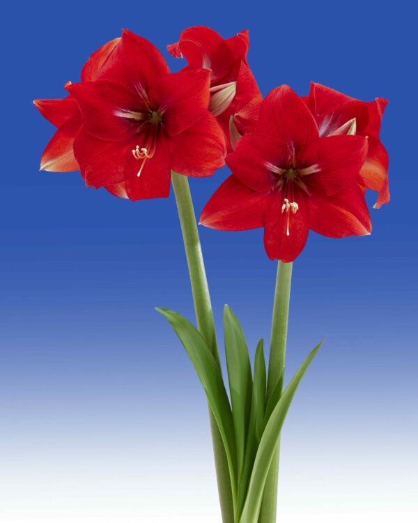 Hippeastrum Magma