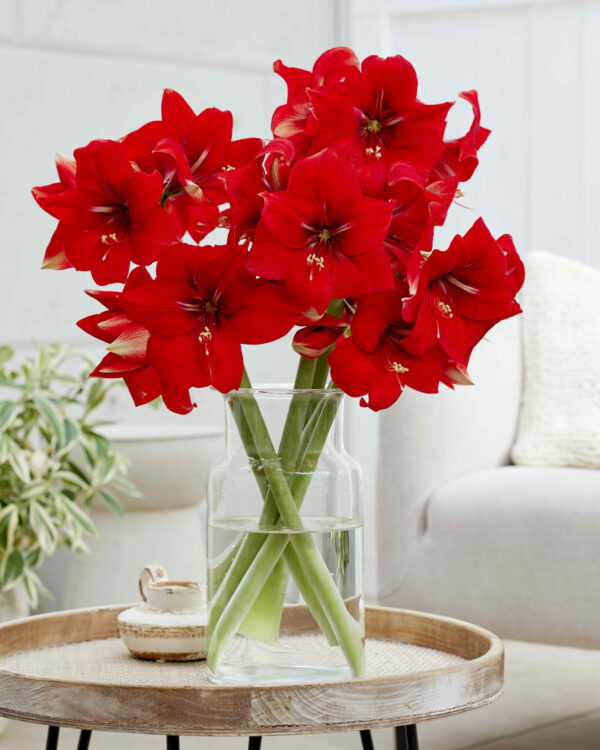 Hippeastrum Magma